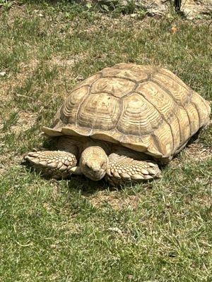 Tortoise