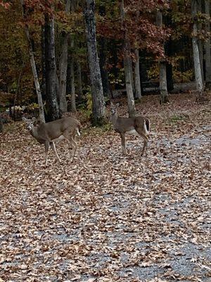 Wildlife at our campsite.