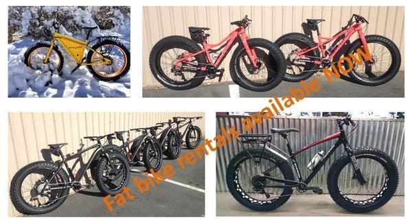 Fat bike rentals.