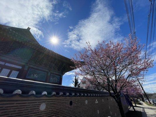 Cherry blossoms of temple