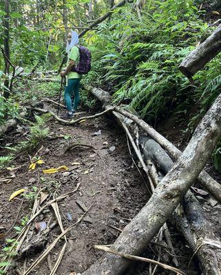 Downed trees