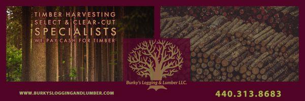 Burky's Logging and Lumber pays CASH for Timber!