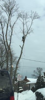 Amazing how high he is and how safe and careful he took down this tree