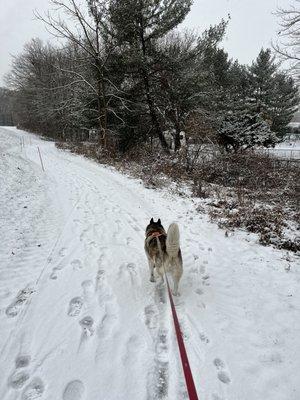 Nikita walking the snow covered running tracks