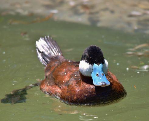 Ruddy Duck