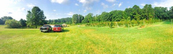 From our muscadine and scuppernog grape picking mini adventure of 2017