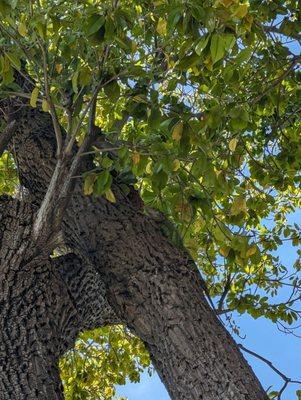 Iguana in tree