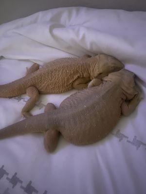 Bearded dragons