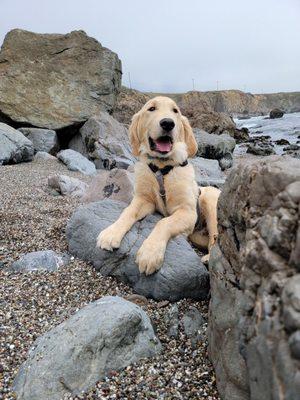 Zy's first trip to Bodega Bay.