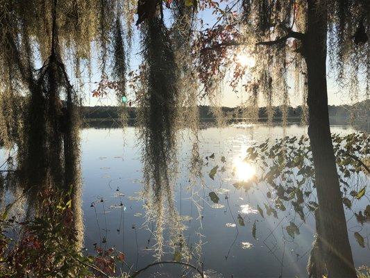 Spanish moss gives it that southern charm