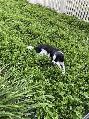 Zorro enjoying his clover lawn.