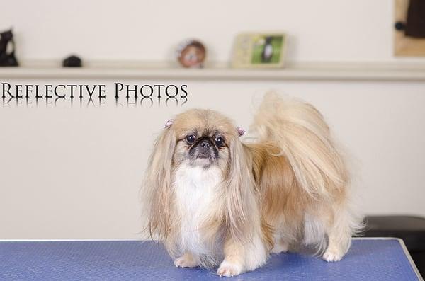 Gizmo the Miniature Pekingese after her grooming at Flawless Paws.