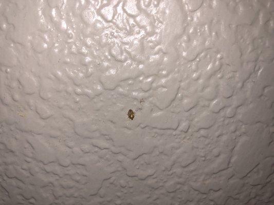 Bedbug on the wall in room 142. Taken on May 26, 2018