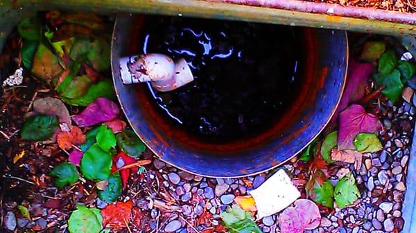 found back crawlspace drain filled with debris/leaves & water in it, sunny day