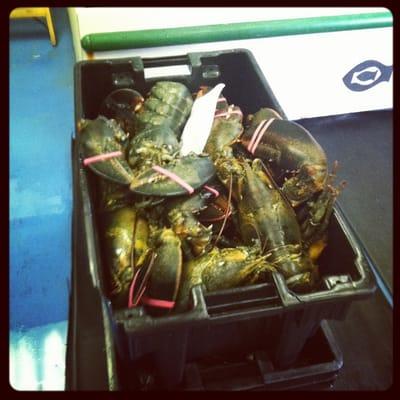 Fresh lobsters coming in for the weekend