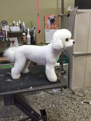 Handsome Mac! Bichon Frise, modified pet trim.