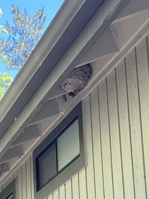 Above ground Yellow Jacket Nest