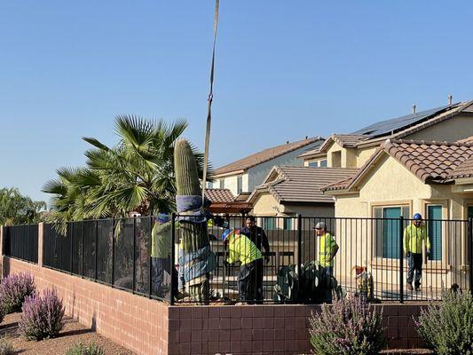 The crew craning the saguaro up and over the house.