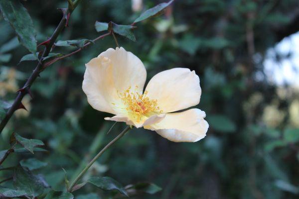 Flowers from Peace Garden