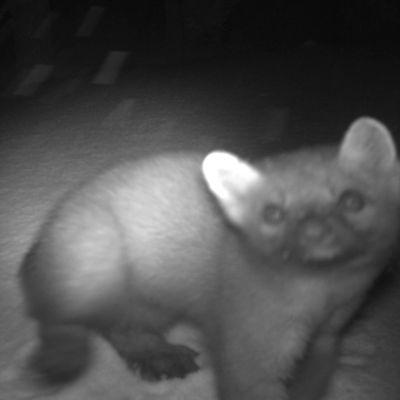 Wolverine Tracking Project Camera Survey - Pacific marten