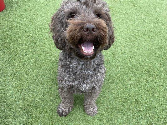 Gunner loving playtime at Ruff Resort