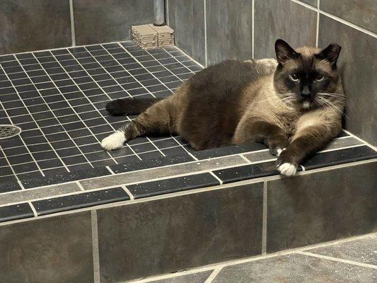 Kitty in shower