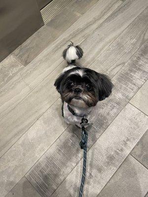 Shih Tzu Groom