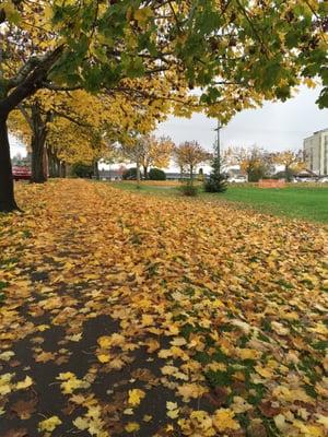 November, you're beautiful. Now just stay like this for the next 5 months. (fall leaves)