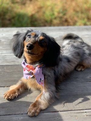 Daphne the Dapple Doxie