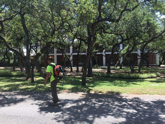 Blowing the spring leaves from the Live Oaks.