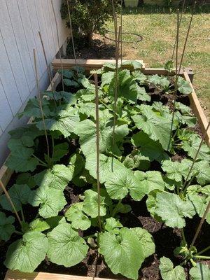 Plants grew super well using Morrsion's garden soil.