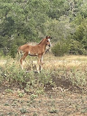 New baby Texas