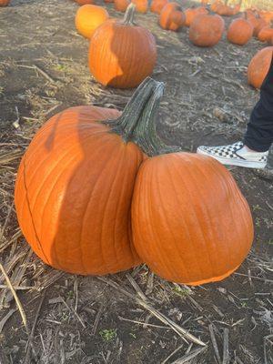 Conjoined twin pumpkin