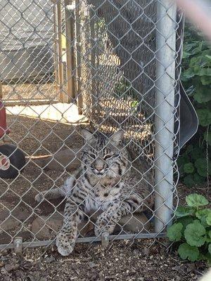 Wishes to escape the small enclosure