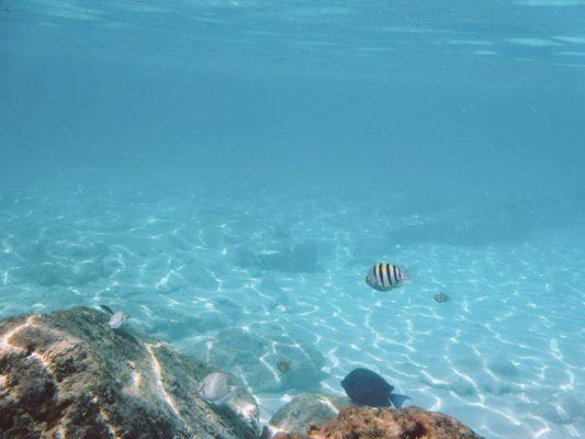 Tropical Fish are plentiful at Princess Cays in the Bahamas