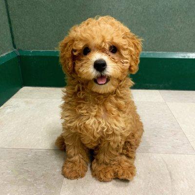 Mini Poodle