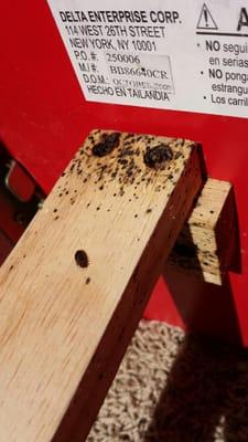 Bed bugs and feces found on wooden bed frame.