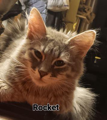 Rocket- recently spent a couple weeks there - hes home now . thanks to independence animal hospital hes gonna be ok