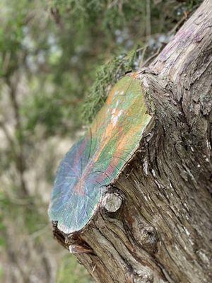 Colorful trunk