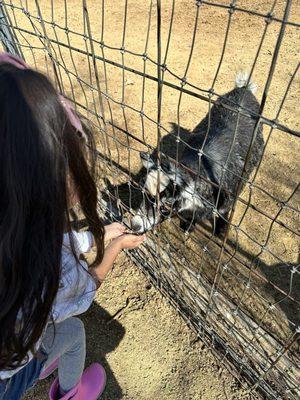 At the small petting zoo feeding the goats