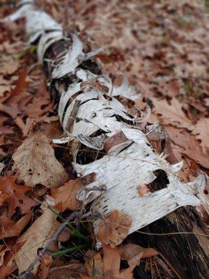 Lots of birches, Eastern Hemlocks and pines