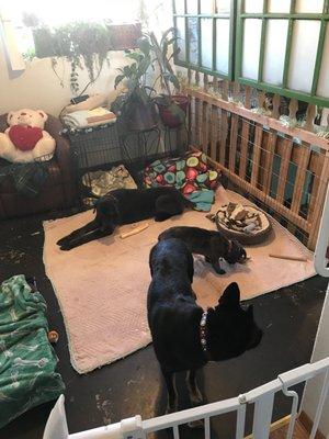 Happy pets waiting to be picked up after their groom.