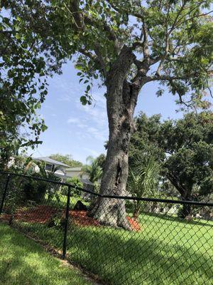 You can see the cut of the large branch dropped on our fence and our bent fence that we had to prop.