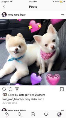 Willy and Winnie after their groomers appointment done by Tracy