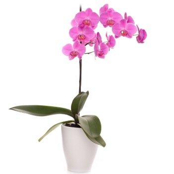 Pink Orchid