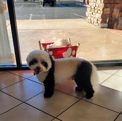 Panda costume hair painted