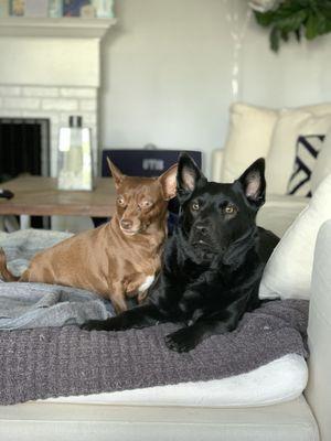 My two dogs and their shiny coats after a visit to this groomer.