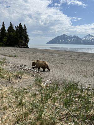 Bear walked right past our group from the beach