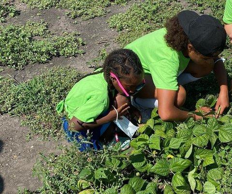 Day camp youth examine soybean plants at Farmamerica.