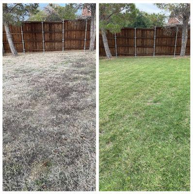 Before and after backyard